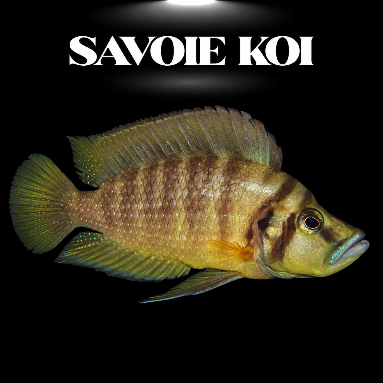 Altolamprologus compressiceps Mutondwe juvénile 3-4 cm, variante locale île Mutondwe Zambie, cichlide Tanganyika — Savoie Koi