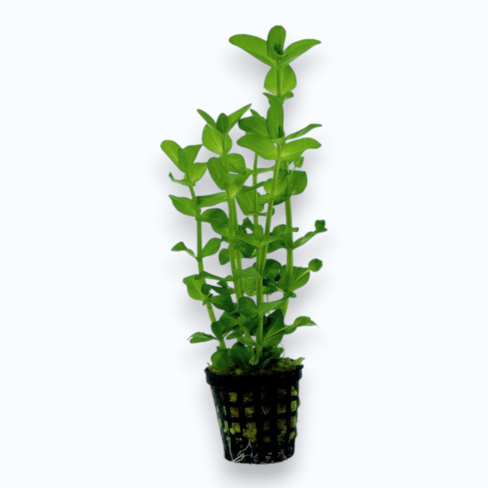 Bacopa amplexicaulis - Plante d'aquarium tige rose pour aquascaping