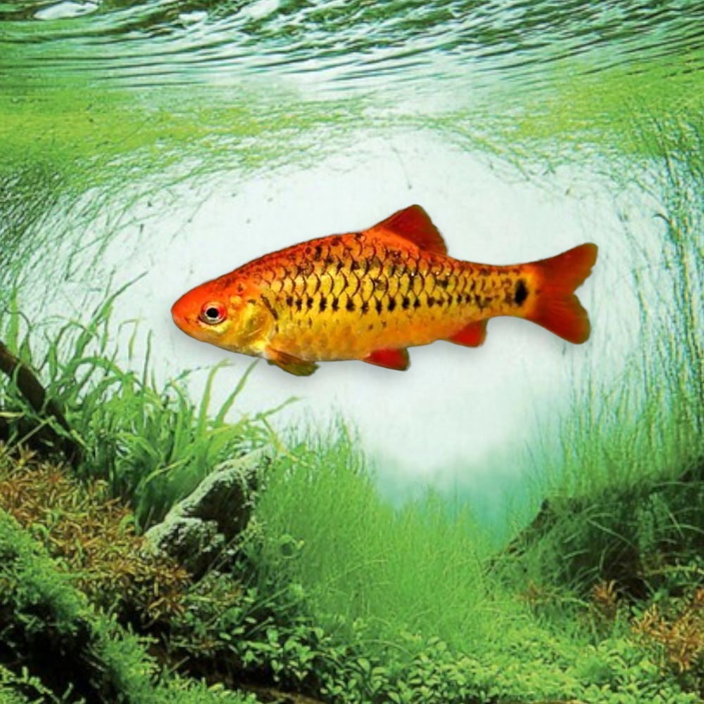Barbus schuberti 4-5 cm poisson doré jaune orangé aquarium eau douce