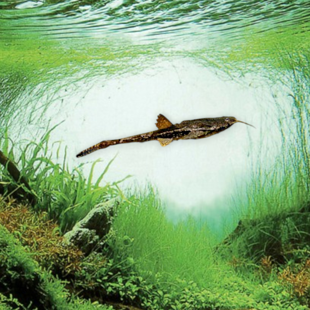 Bunocephalus coracoideus – Poisson Banjo, juvénile 6-7 cm, corps aplati brun-gris marbré mimant une feuille morte, tête large et déprimée, bassin amazonien
