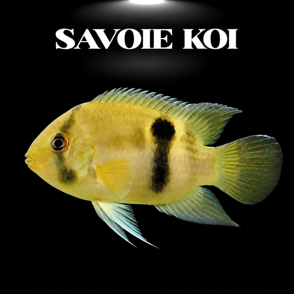Cleithracara maronii juvénile 2-3 cm, cichlіdé papillon d'Amérique du Sud aux reflets dorés, sur fond sombre – Savoie Koi