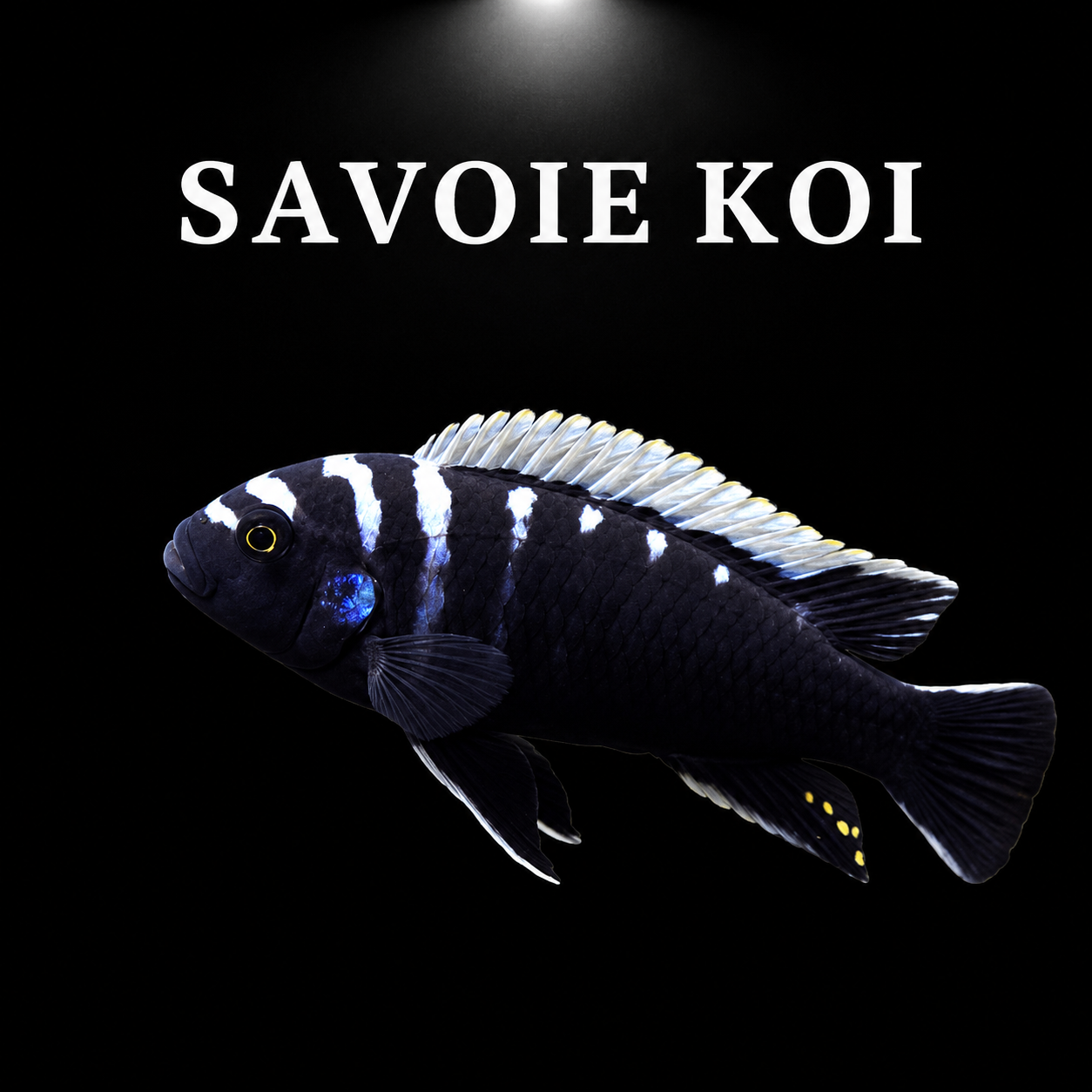 Cynotilapia Deep Ndonga – mâle adulte bleu foncé intense à barres noires verticales très contrastées, silhouette svelte et élancée, taches jaunes sur nageoire anale, cichlidé Mbuna du lac Malawi – Savoie Koi
