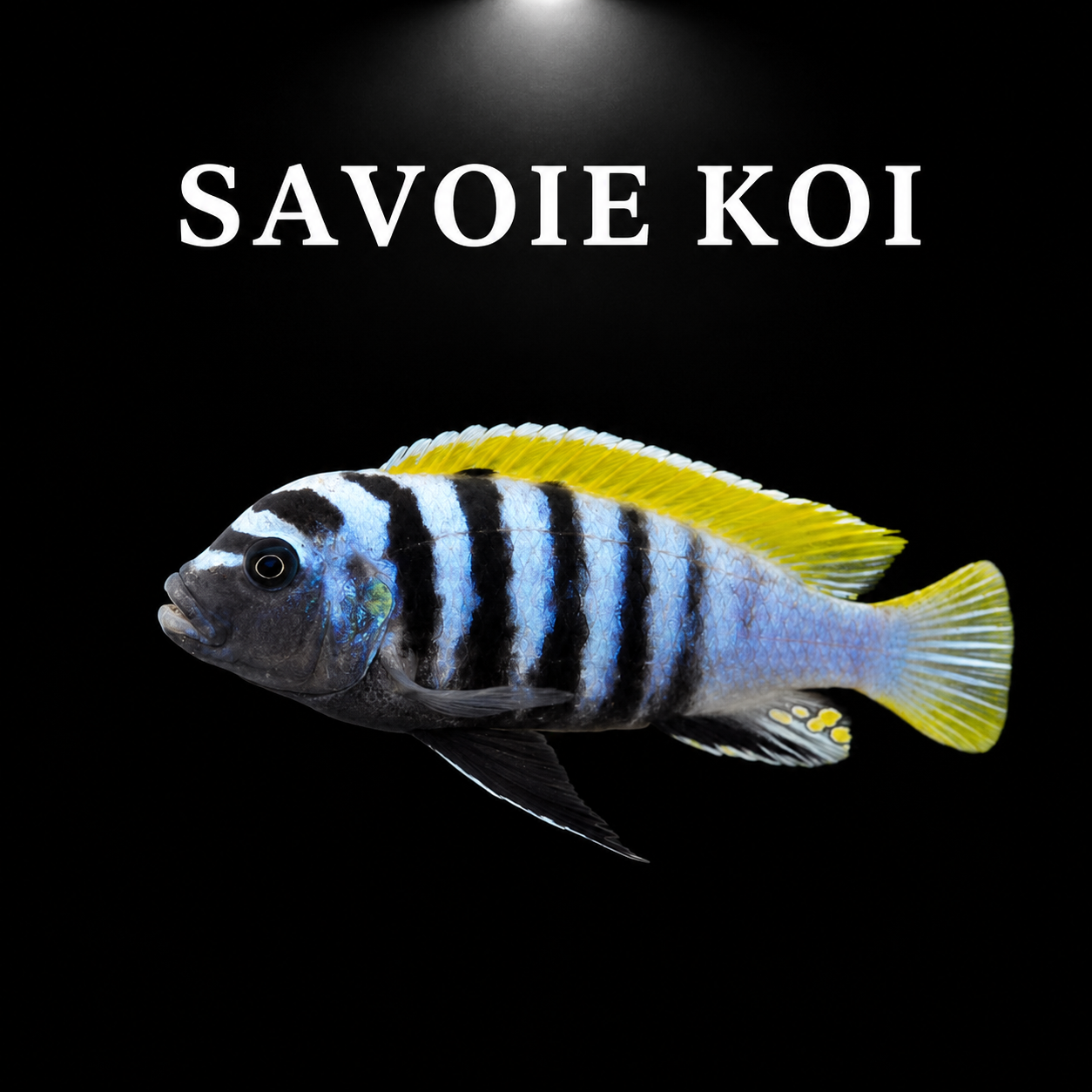 Cynotilapia Jalo Reef – mâle adulte bleu électrique vif à barres noires et reflets métalliques iridés intenses, silhouette svelte et élancée, taches jaunes sur nageoire anale, cichlidé Mbuna du lac Malawi – Savoie Koi