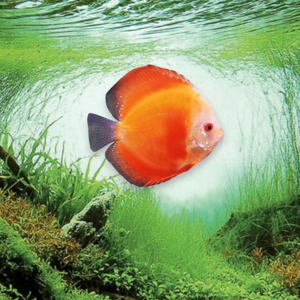 Discus Marlboro Red 7-9 cm - Symphysodon à robe rouge intense pour aquarium planté
