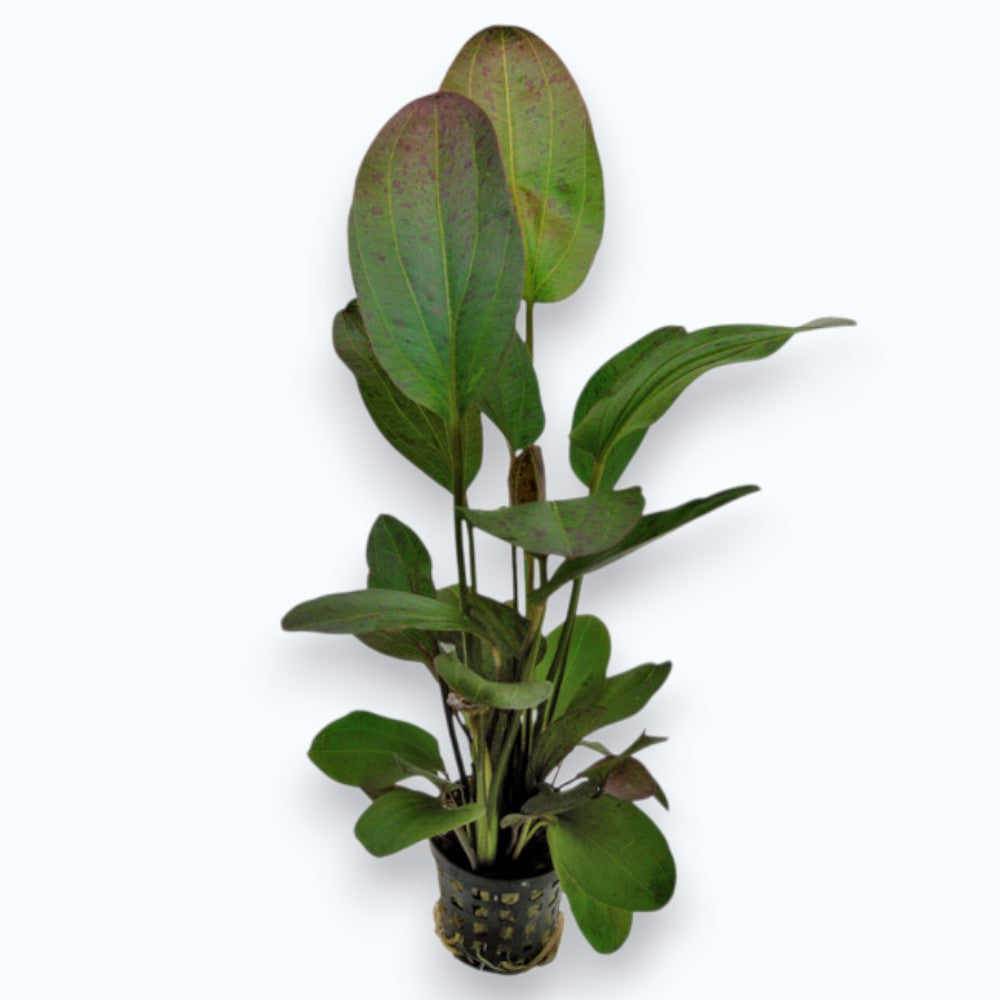 Echinodorus ozelot red - Plante d'aquarium rouge tachetée pour aquascaping