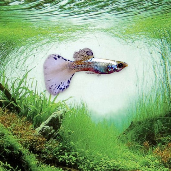 Guppy blue blond male - Poisson tropical vivipare bleu et blond pour aquarium d'eau douce