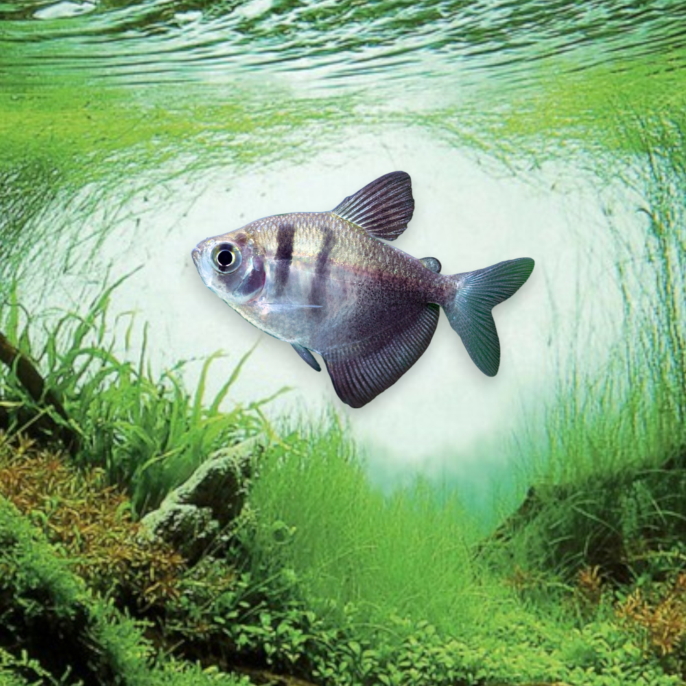 Gymnocorymbus ternetzi (Tétra veuve noir) dans aquarium planté, montrant les deux bandes verticales noires caractéristiques sur corps argenté et la nageoire anale voilée noire