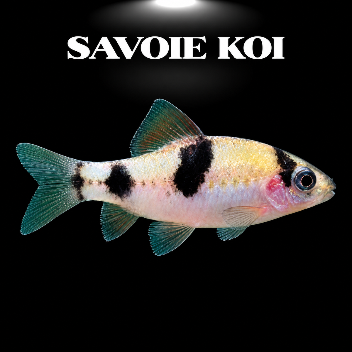 Haludaria melanampyx poisson asiatique en aquarium planté