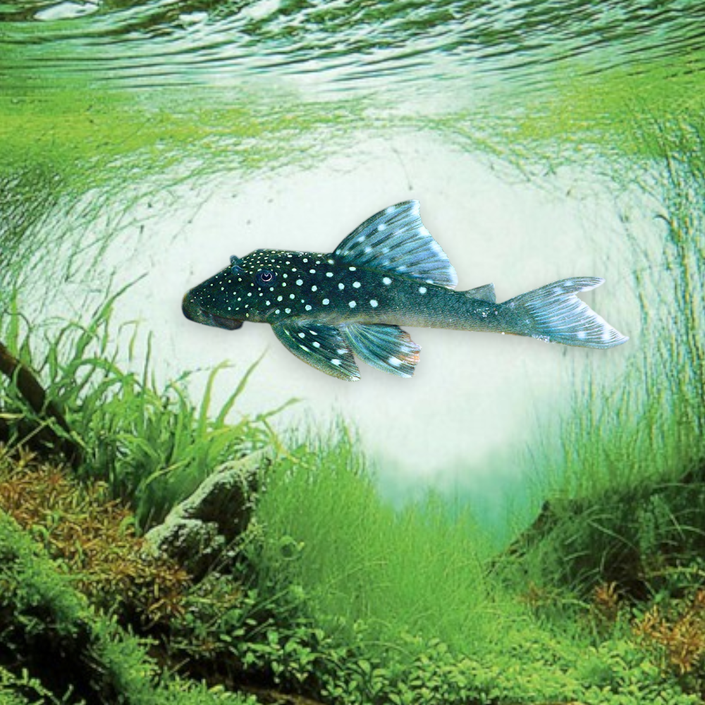 Hemiancistrus sp. L128 – Blue Pleco, juvénile 4-5 cm, robe gris ardoise aux reflets bleutés, rio Xingu