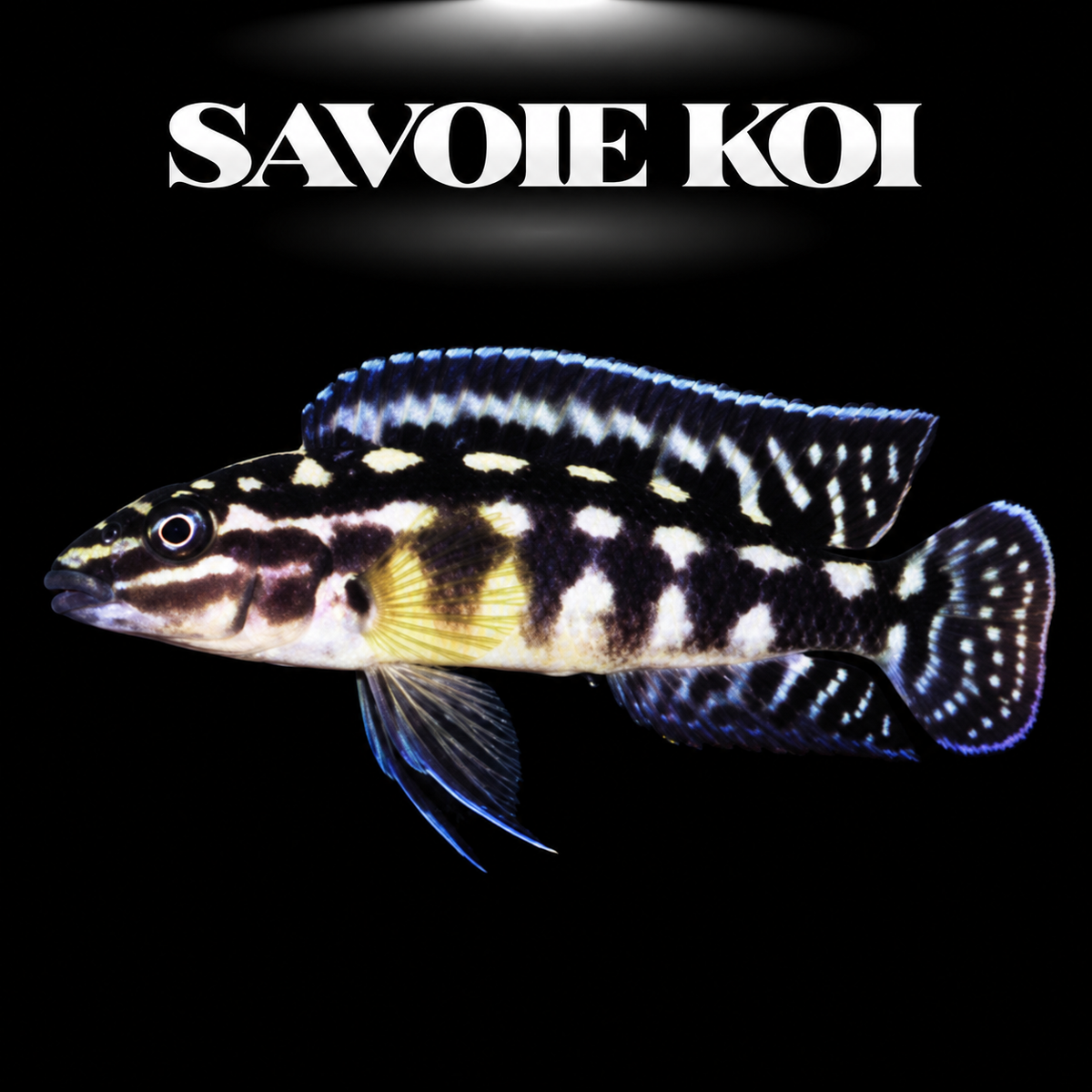 Julidochromis marlieri 4-5 cm — cichlide rupicole motif damier brun-noir sur rochers, fond noir, SAVOIE KOI