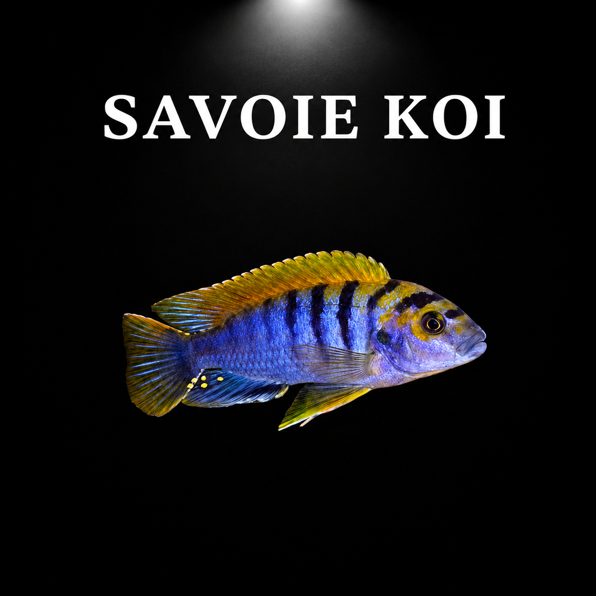 Labidochromis hongi – mâle adulte, coloration bleue intense à bandes noires et nageoires jaune-orangé, cichlidé Mbuna du lac Malawi – Savoie Koi