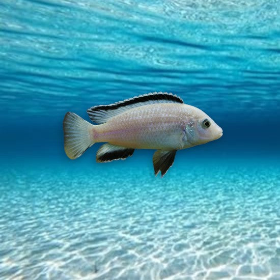 Labidochromis nkhata bay 3-5 cm - Cichlidé du lac Malawi bleu ciel intense avec reflets argentés