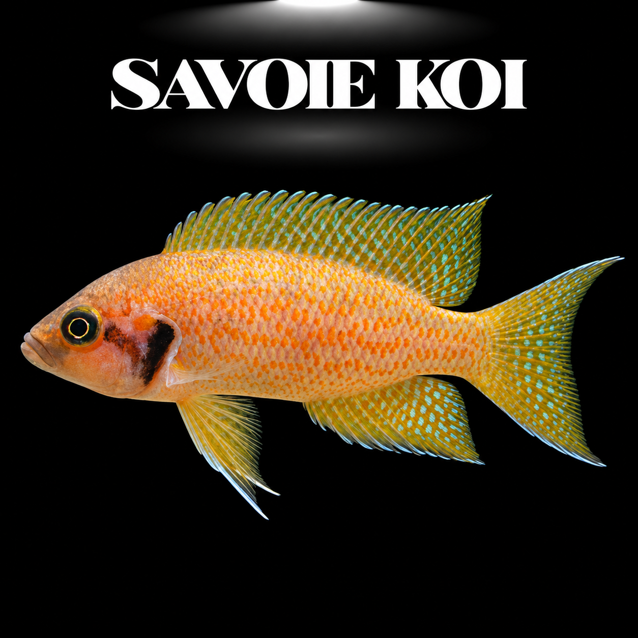 Lamprologus helianthus 4-5 cm — cichlide coquillard jaune-or et bleu iridescent sur sable avec coquilles, fond noir, SAVOIE KOI