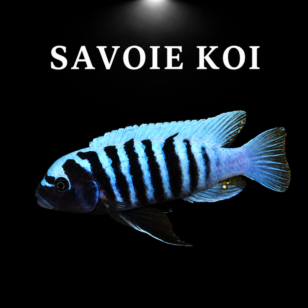 Maylandia tarakiki – mâle adulte bleu-gris intense à barres verticales noires bien marquées, taches jaunes sur nageoire anale, cichlidé Mbuna du lac Malawi – Savoie Koi