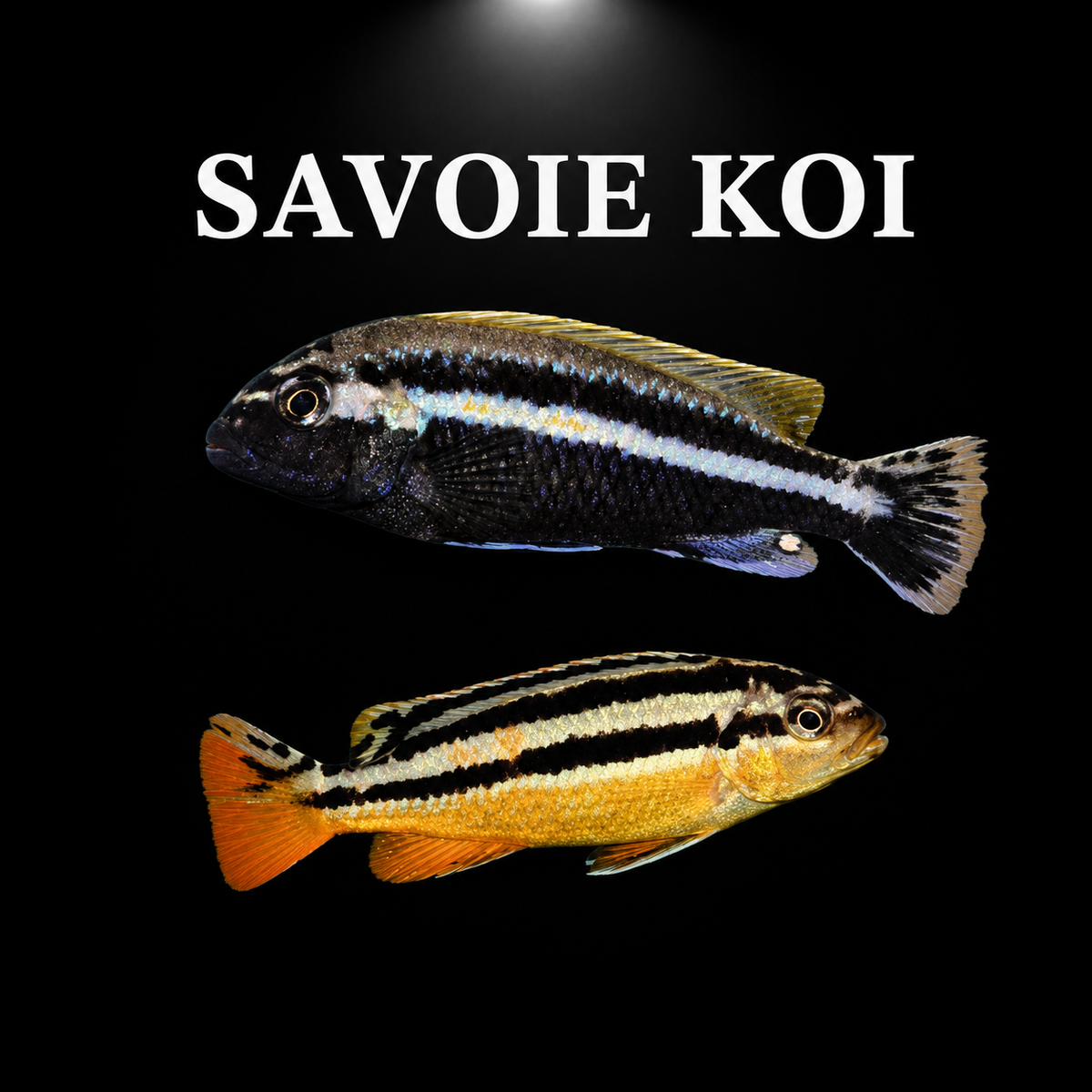Melanochromis auratus – dimorphisme sexuel inversé : mâle adulte noir à bandes blanches et queue jaune, femelle jaune vif à bandes noires et queue orange, cichlidé Mbuna du lac Malawi – Savoie Koi