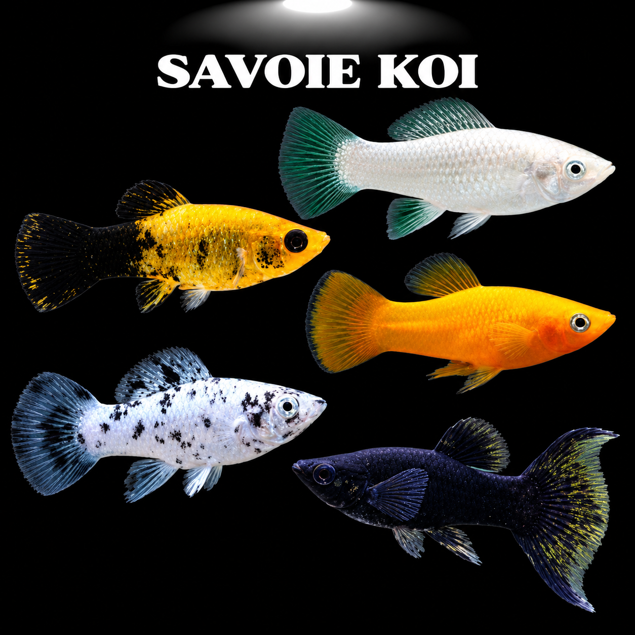 Molly mix vivipare poisson tropical pour aquarium communautaire