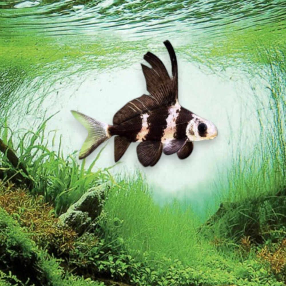 Myxocyprinus asiaticus (Poisson empereur de chine ) juvénile bandes noires beiges nageoire dorsale haute