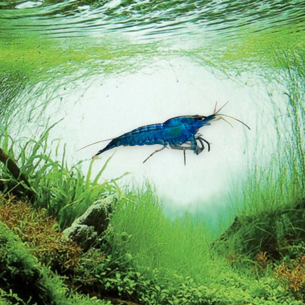Neocaridina heteropoda var. Blue Velvet – Crevette Blue Velvet, robe bleu-violet profonde et veloutée, nano-aquarium et aquarium planté