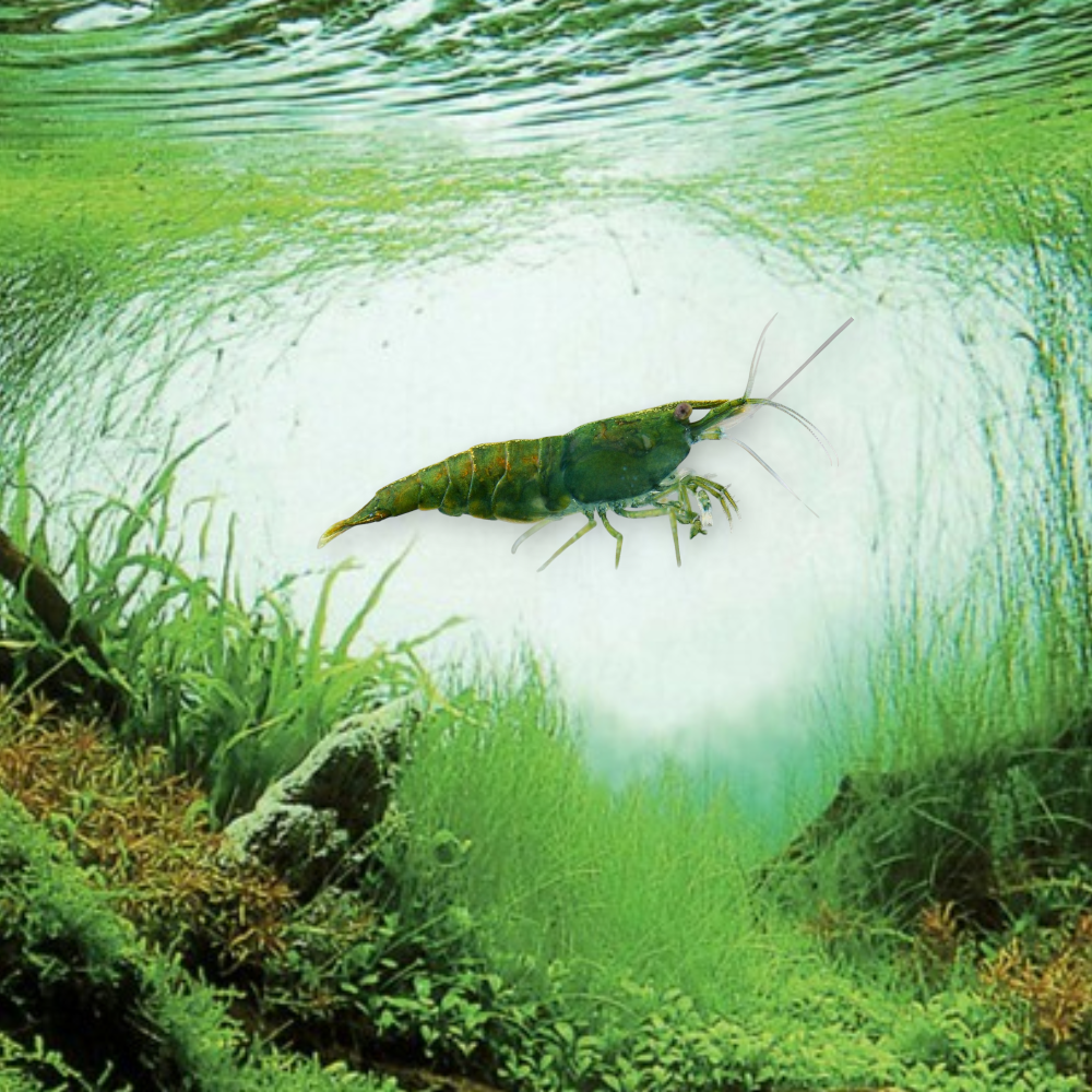 Neocaridina heteropoda var. Green Fire – Crevette Green Fire, robe verte éclatante, nano-aquarium et aquarium planté