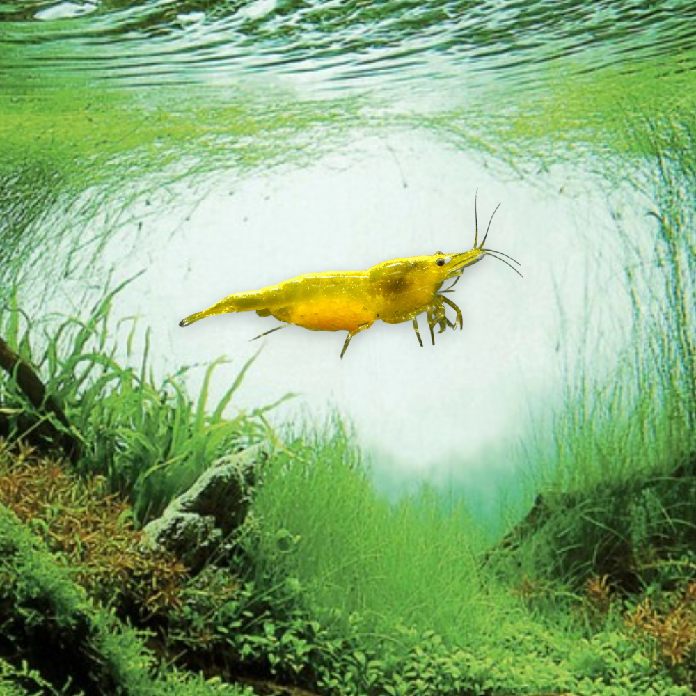 Neocaridina heteropoda var. Yellow Fire – Crevette Yellow Fire, robe jaune vif et lumineuse, nano-aquarium et aquarium planté