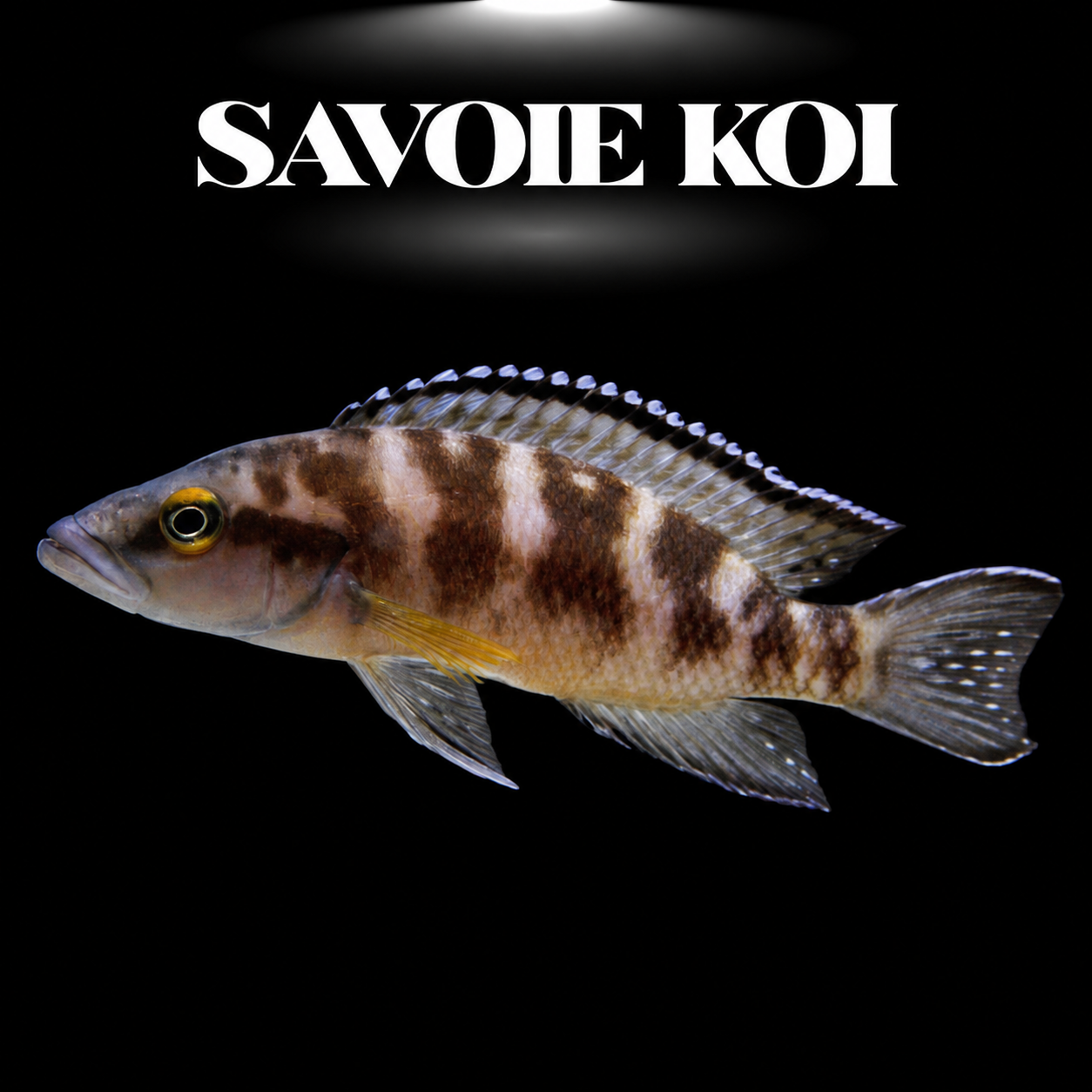 Neolamprologus buescheri 4-5 cm — cichlide rupicole reflets iridescents œil rouge sur rochers, fond noir, SAVOIE KOI