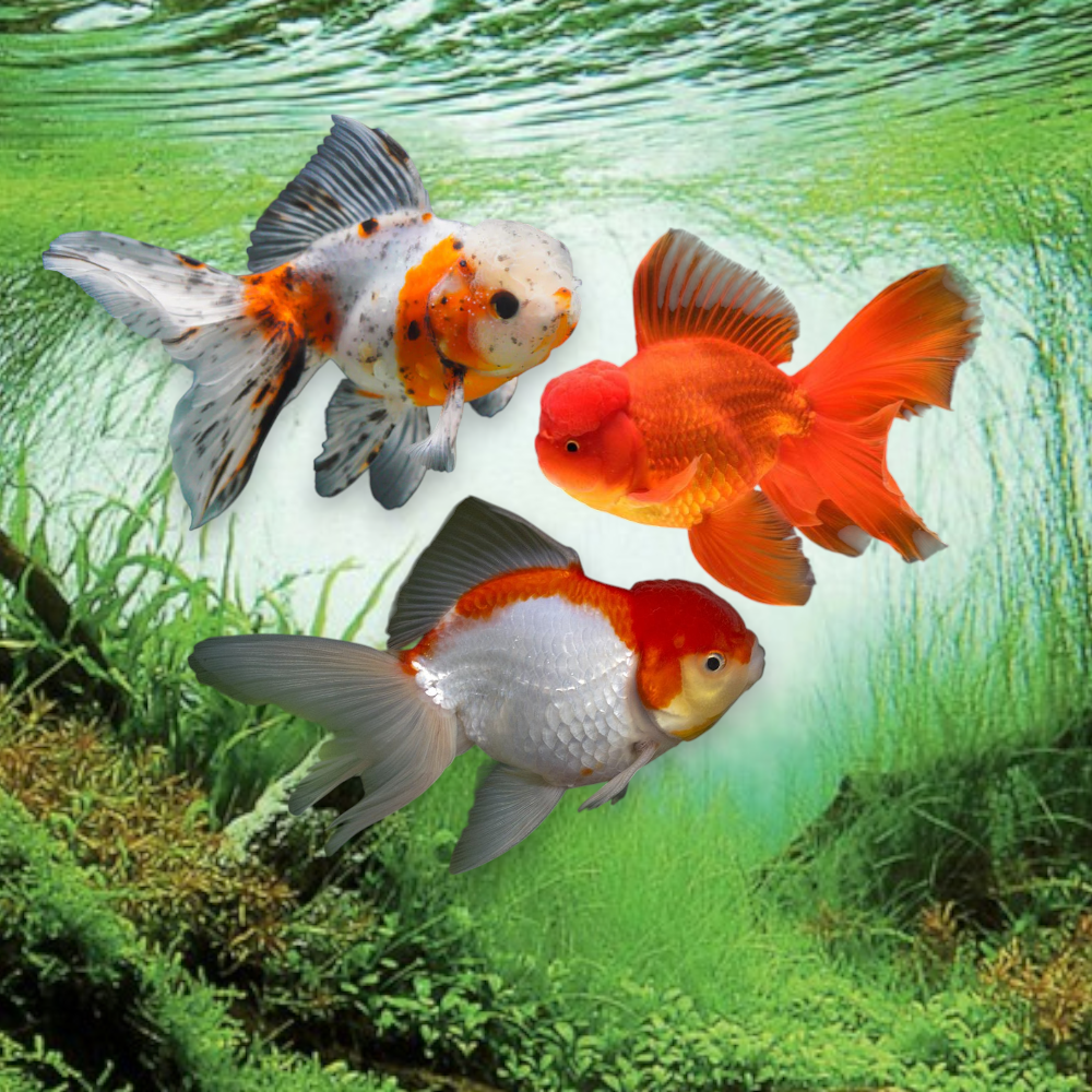 Oranda Mix 10-12 cm - Carassius auratus avec capuchon wen développé couleurs variées rouge blanc calico bassin aquarium