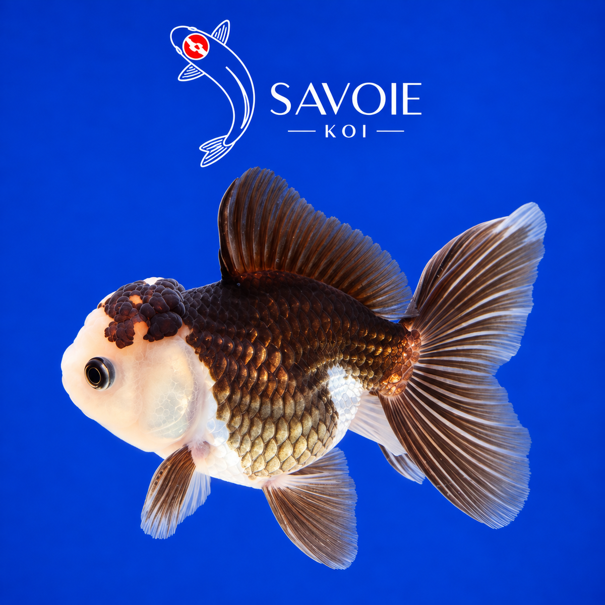Oranda Panda de 8 à 10 cm, spécimen 11, poisson rouge d’ornement
