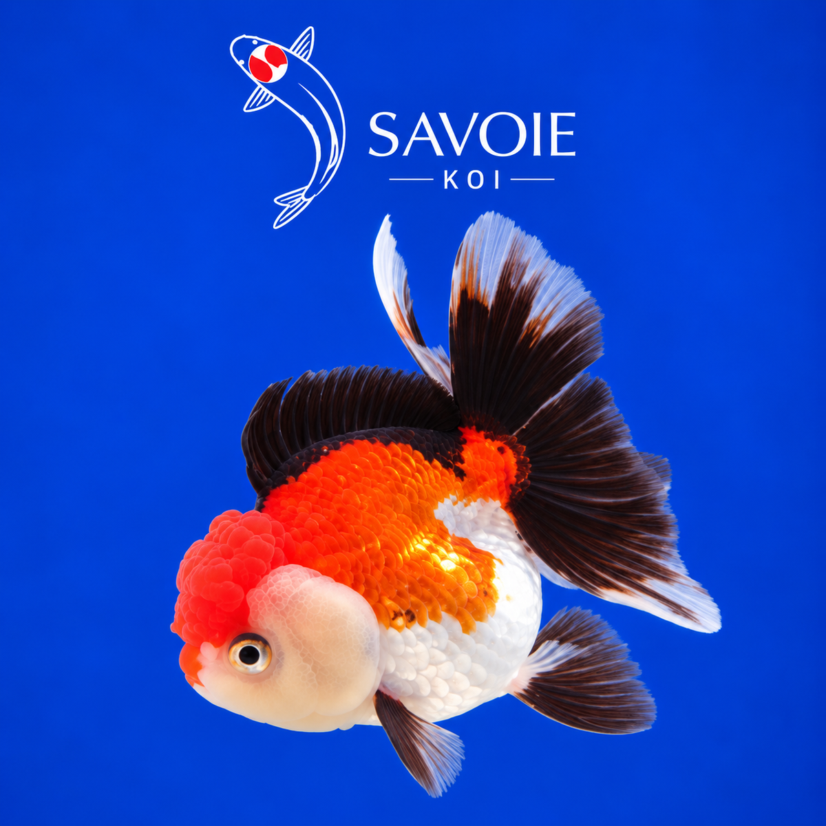 Oranda Tricolore de 8 à 10 cm, spécimen 15, poisson rouge d’ornement