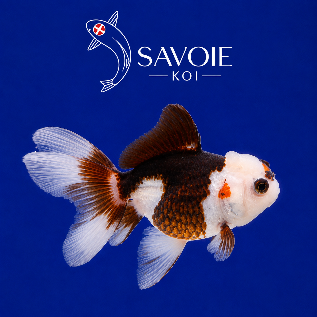 Oranda Tricolore 8-10 cm - Spécimen 8 | Poisson rouge premium noir, blanc et orange, écailles dorées, nageoires voile blanches | Savoie Koi