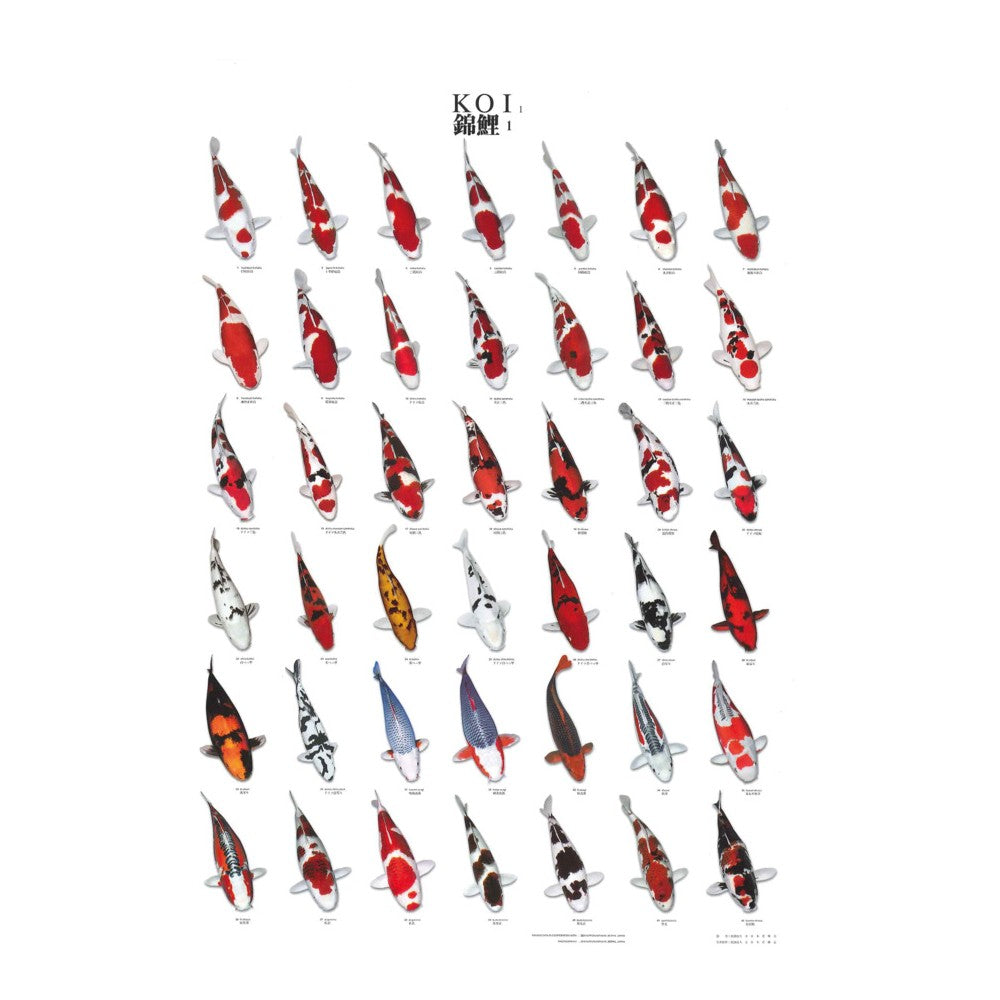 Poster vinyl de reconnaissance carpe koi