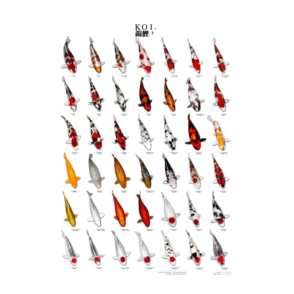 Poster vinyl de reconnaissance carpe koi