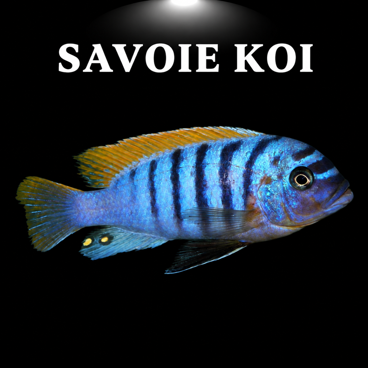 Pseudotropheus fainzilberi Lundo F1 4-6 cm – Mbuna jaune-orange à rayures sombres du lac Malawi, variété Lundo Island, génération F1