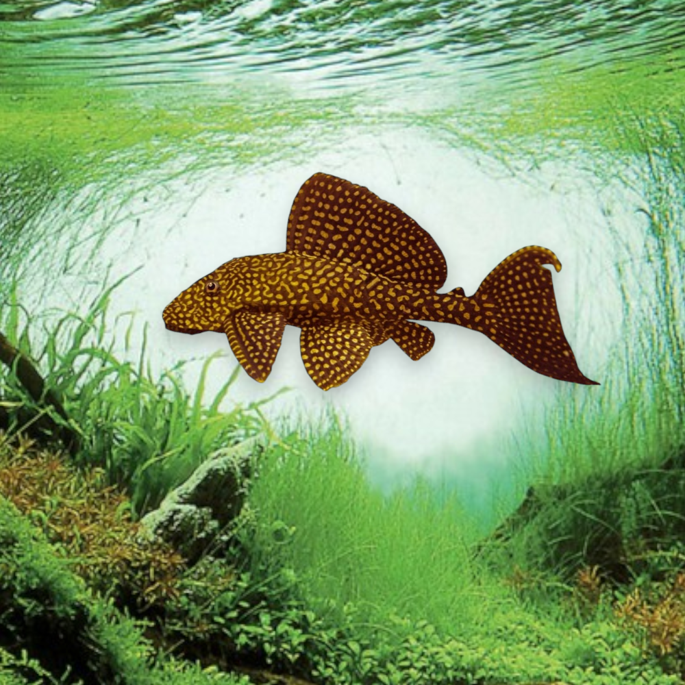 Pterygoplichthys joselimaianus L001 – Gold Spot Pleco, pleco aux taches dorées sur fond sombre