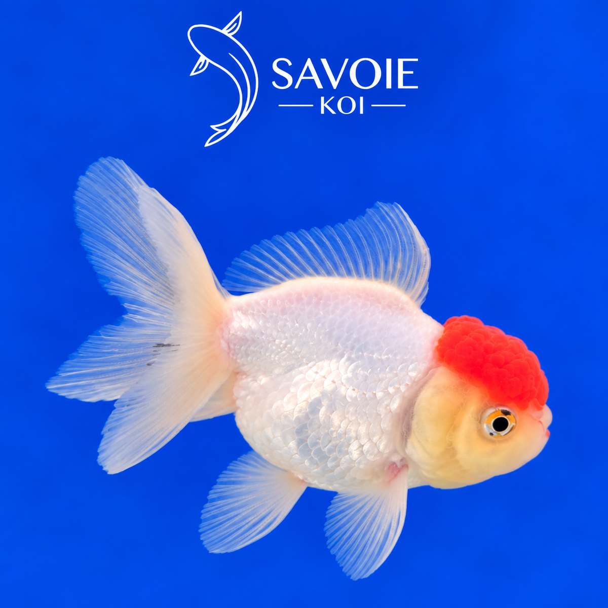 Red Cap Oranda blanc à tête rouge de 8 à 10 cm, spécimen 42 sélectionné par Savoie Koi
