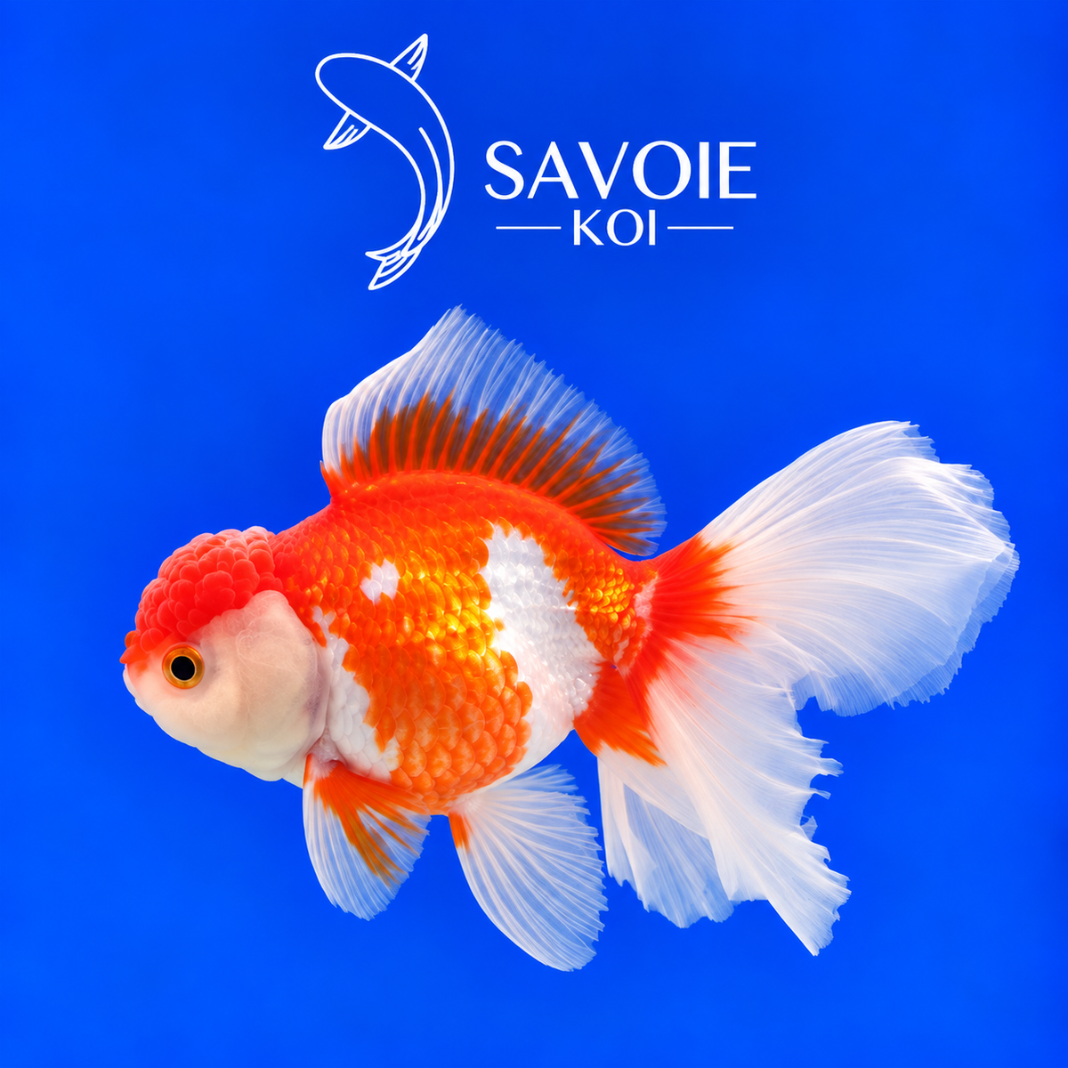 Red White Oranda Rosetail rouge et blanc de 8 à 10 cm, spécimen 33 sélectionné par Savoie Koi
