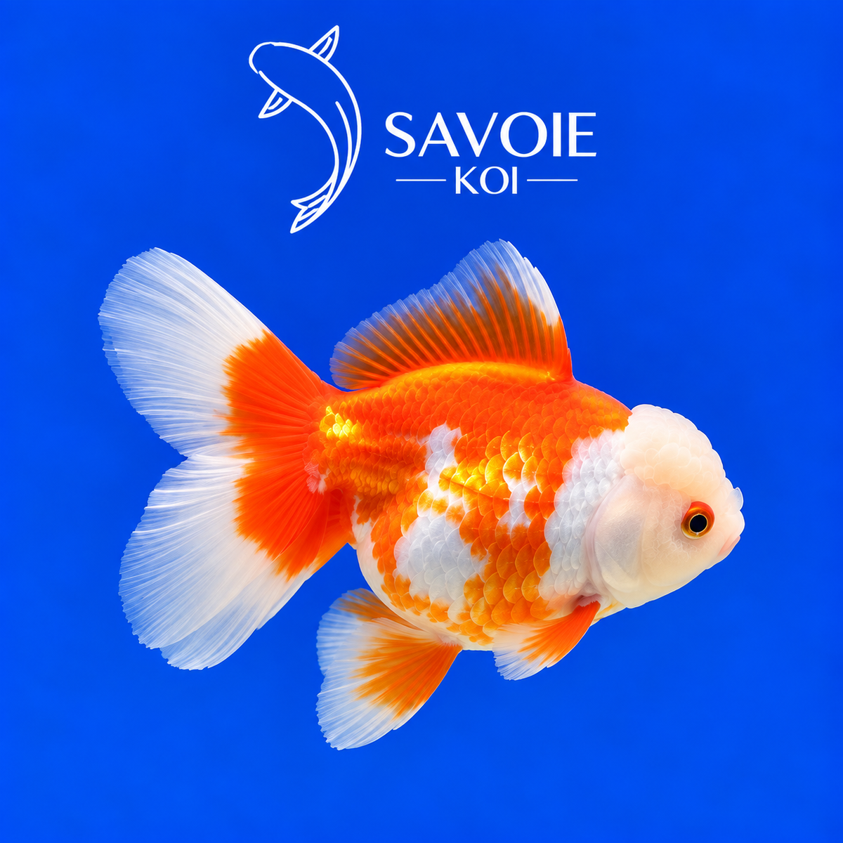 Red White Oranda Rosetail de 8 à 10 cm, spécimen 30, poisson rouge d’ornement rouge et blanc