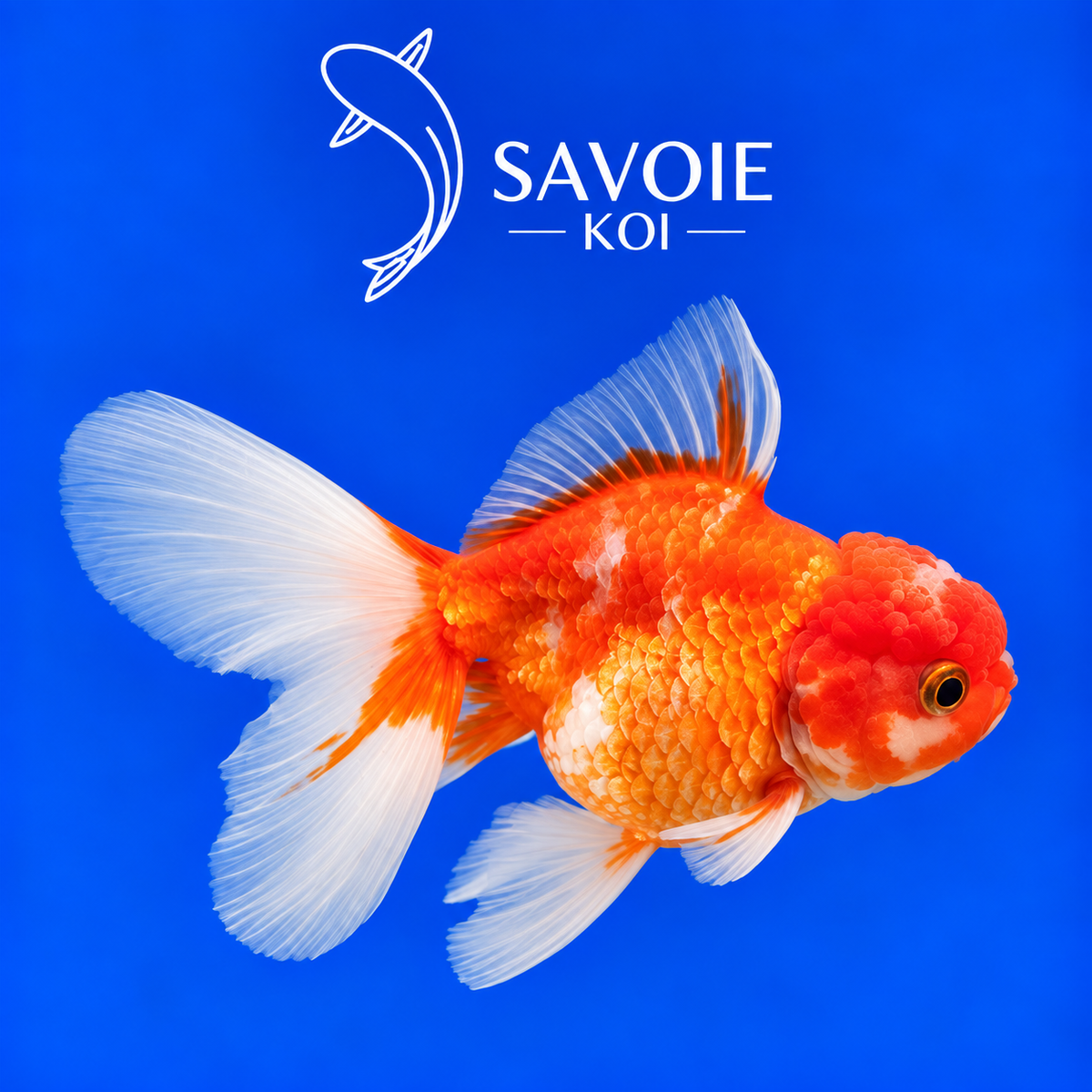 Red White Oranda Rosetail rouge et blanc de 8 à 10 cm, spécimen 31 sélectionné par Savoie Koi