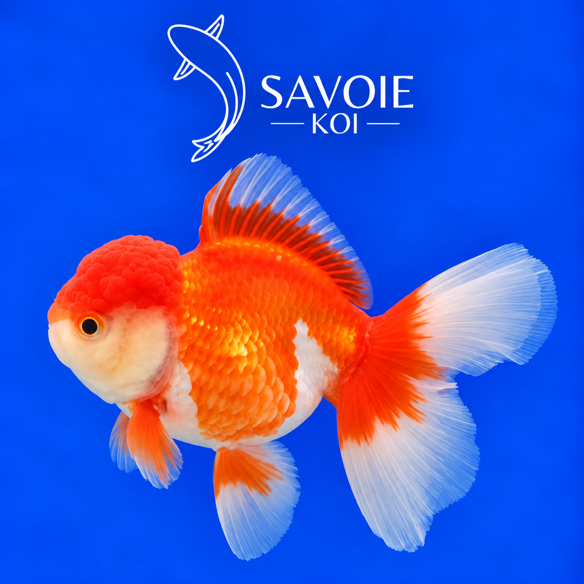 Red White Oranda Rosetail rouge et blanc de 8 à 10 cm, spécimen 32 sélectionné par Savoie Koi