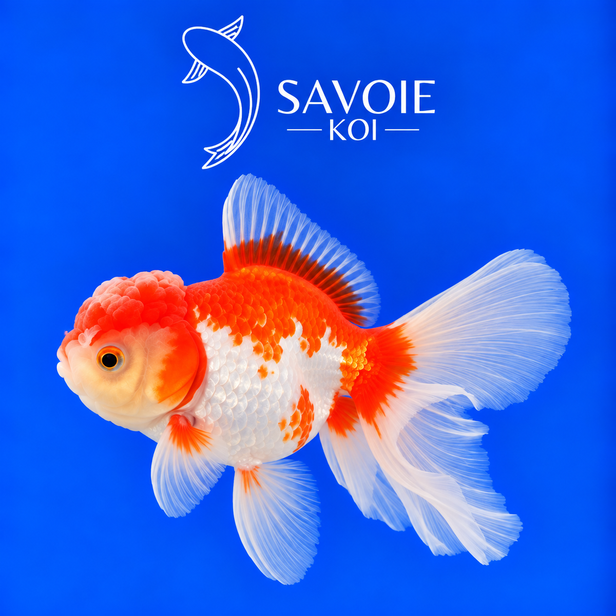 Red White Oranda Rosetail rouge et blanc de 8 à 10 cm, spécimen 34 sélectionné par Savoie Koi