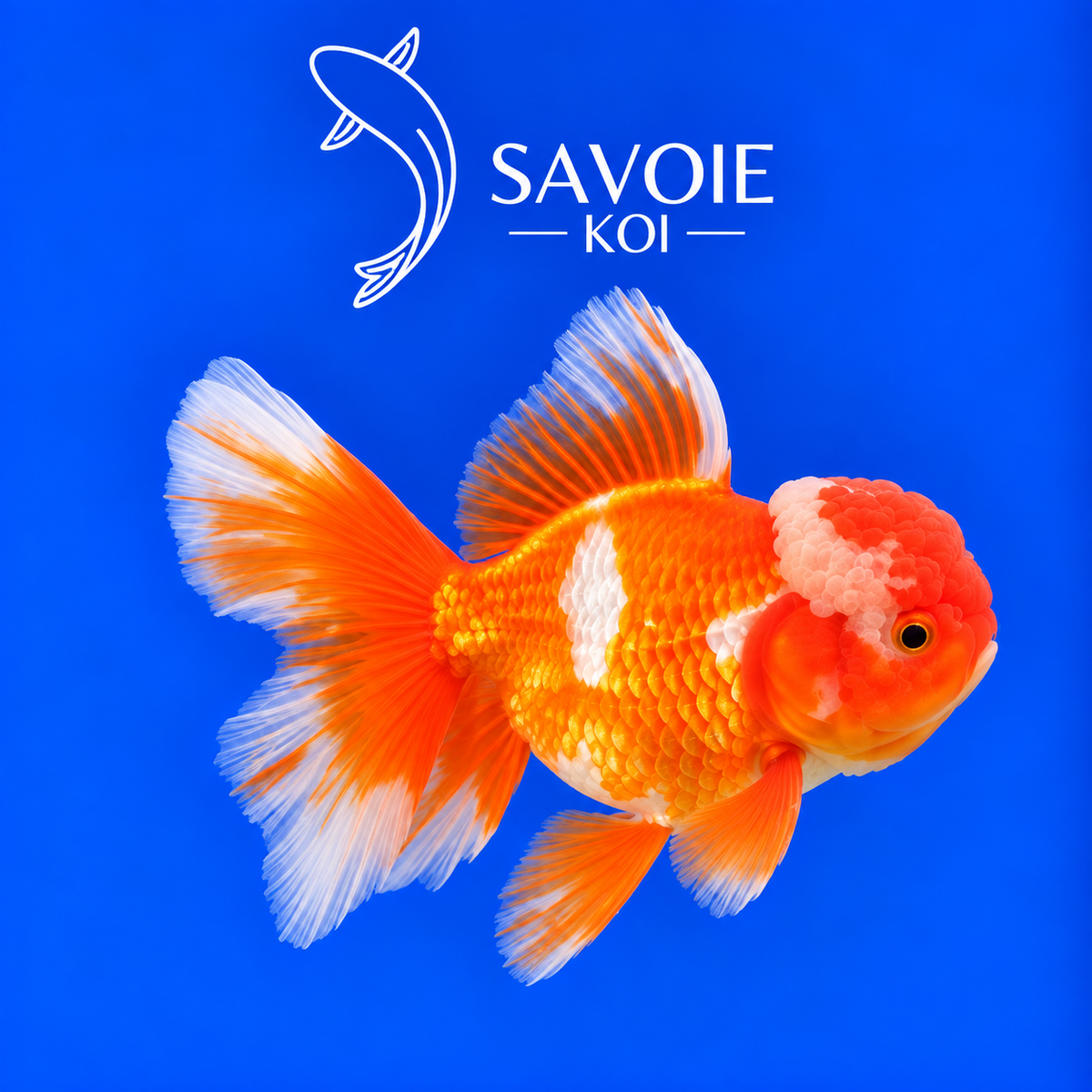 Red White Oranda Rosetail rouge et blanc de 8 à 10 cm, spécimen 37 sélectionné par Savoie Koi
