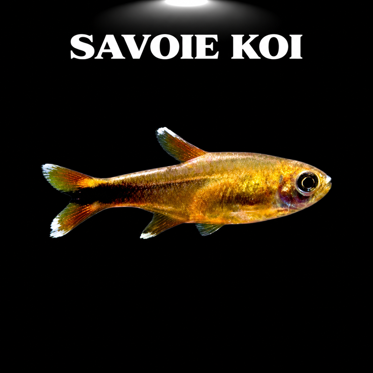 Hasemania nana (Tétra cuivré) dans aquarium planté amazonien, montrant la coloration cuivrée dorée éclatante et les nageoires bordées de blanc caractéristiques