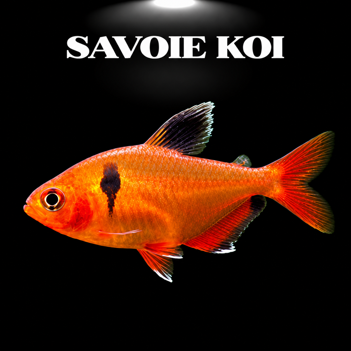 Hyphessobrycon eques (Tétra serpae) rouge orangé avec tache noire caractéristique, poisson d'aquarium tropical de 2-3 cm