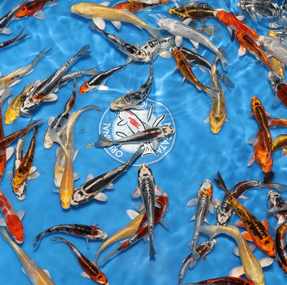 Tosai Mix Yamasan 12-15 cm - Jeunes carpes koi japonaises variétés mélangées élevage Yamasan
