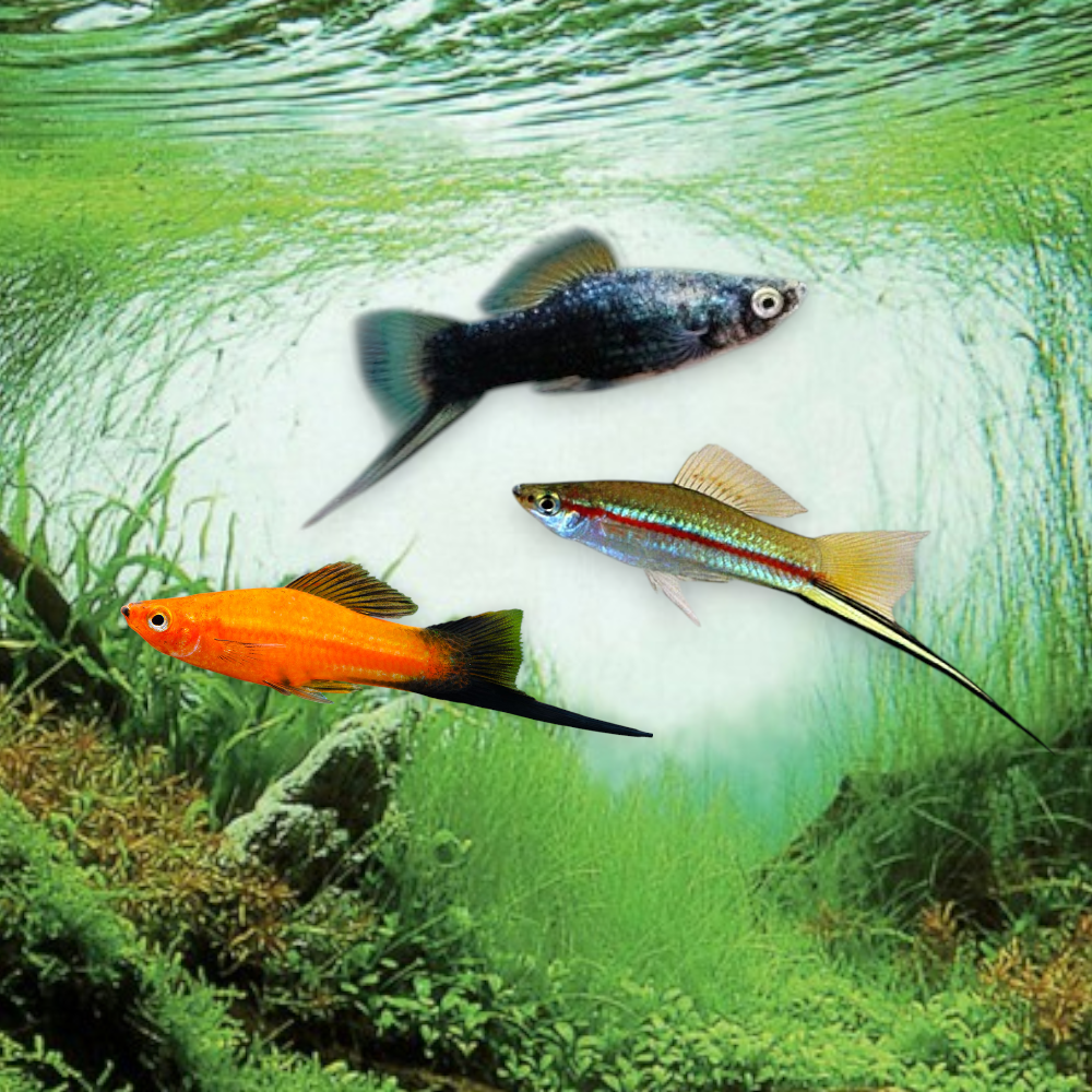 Xiphophorus hellerii Xipho porte-épée multicolore 3-4 cm poisson aquarium