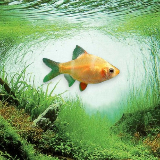 Barbus de Sumatra doré - Puntigrus tetrazona variété gold en aquarium
