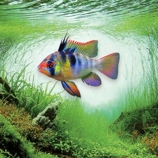 Mikrogeophagus ramirezi 3-4cm cichlidé nain bleu jaune rouge