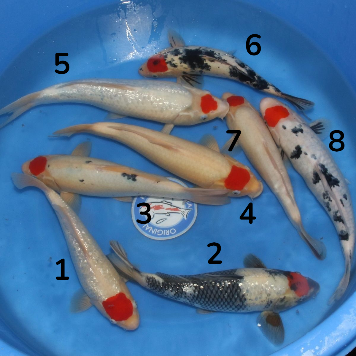 Les carpes koï Miya sont appréciées des passionnés pour leur qualité