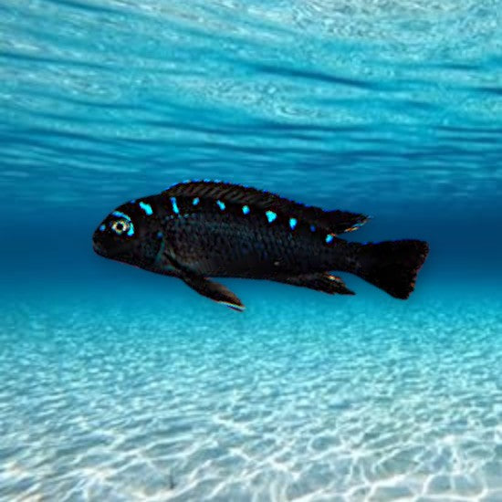 cichlidés malawi