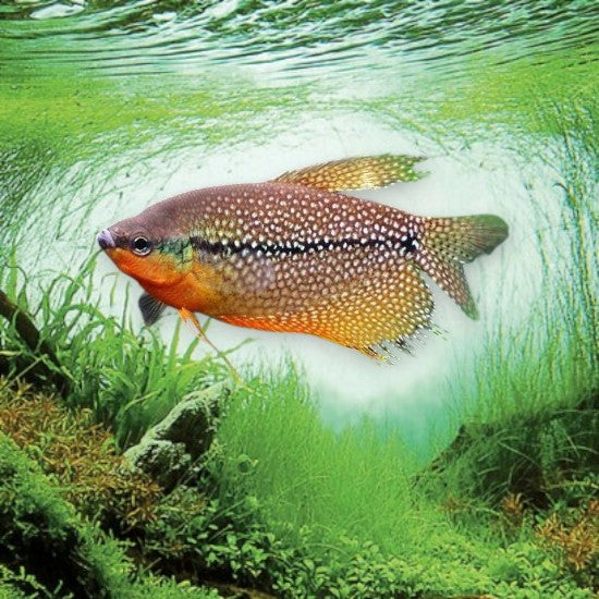 Trichogaster leeri gourami perlé mâle en aquarium d’eau douce planté