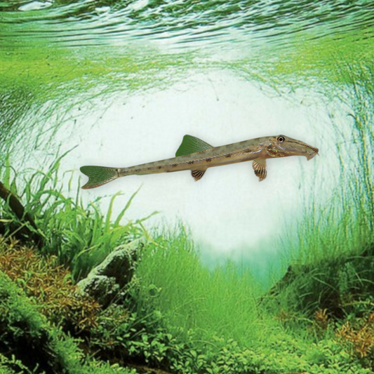 Acanthopsis dialuzona – Loche Crocodile, juvénile 6-7 cm, corps serpentiforme beige à bandes brunes irrégulières, museau allongé caractéristique, Asie du Sud-Est